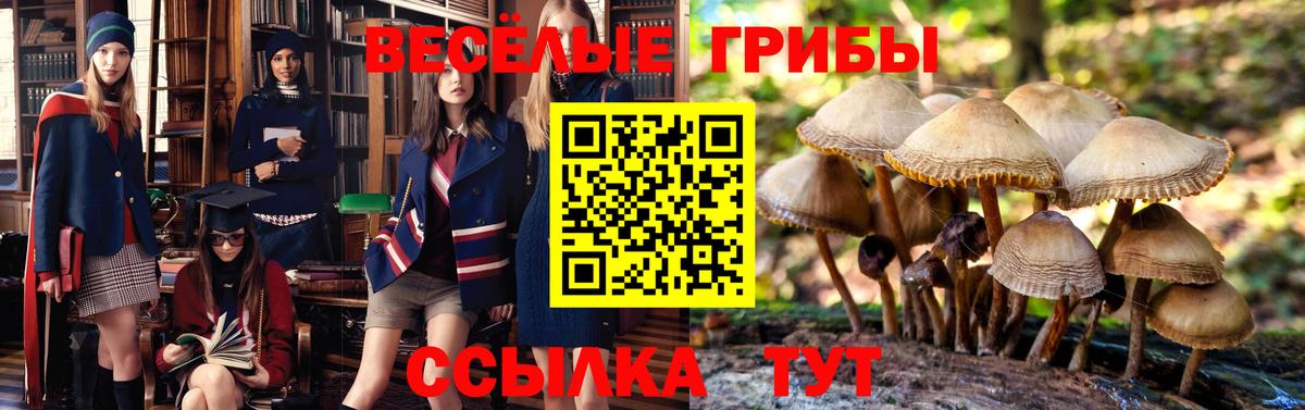 Черкесск  Галлюциногенные грибы Psilocybine cubensis  Вход с VPN 